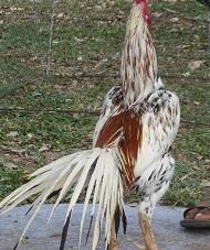 ไก่อุดมทัศนีย์